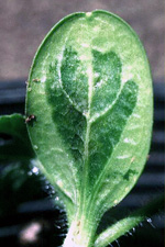 Figure 2. Water-soaked symptoms of bacterial fruit blotch on the cotyledons of watermelon seedlings. (Courtesy R. Gitaitis) 
