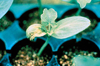 Figure 3. Watersoaked lesions on the on the cotyledons of watermelon seedlings (Courtesy R. Latin)