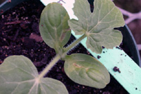 Figure 4. Brown lesions on and along the veins of watermelon cotyledons. (Courtesy R. Walcott) 