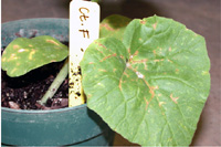 Lesões alongadas, castanho-avermelhadas sobre e ao longo dos vasos das folhas de melão cantaloupe. 