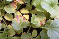 Lesões em forma de V associadas com infecção de mancha aquosa na folhagem madura de cantaloupe.