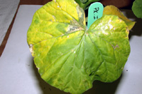 Figure 9. Extensive chlorosis associated with Acidovorax avenae subsp. citrulli infection of true pumpkin leaves. (Courtesy R. W
