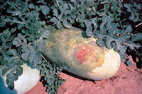 Manchas encharcadas (manhas oleosas, pt) de cor verde escuro na superfície de frutos maduros de melancia. 