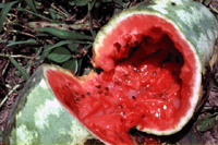 Podridão de frutos de melancia causada por colonização de saprófitos secundários após infecção