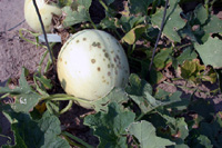 Figure 14. Water-soaked spots on the surface of a honeydew fruit infected with Acidovorax avenae subsp. citrulli. (Courtesy R. W