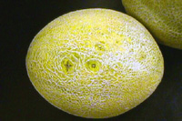 Pequenas depressões na casca de frutos de melão induzidas pela infecção com mancha aquosa. 