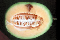 Lesão de mancha aquosa penetrando na polpa de um fruto de cantaloupe. 