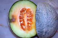 Figure 17. A bacterial fruit blotch lesion on the rind of a cantaloupe fruit. Netting fails to develop on the rind surrounding t
