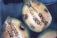 Cavidades apodrecidas na polpa de fruto de cantaloupe infectado com mancha aquosa. 