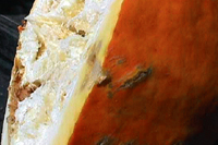 . Desenvolvimento de rachaduras na superfície de fruto de abóbora infectado com mancha aquosa. 