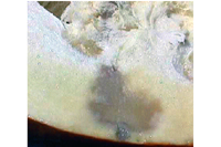 . Lesões encharcadas (manhas oleosas, pt) na polpa de fruto de abóbora infectado com mancha aquosa. 