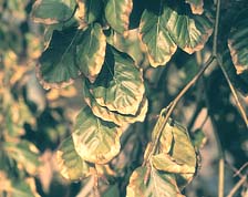 Figure 2. Leaf scorch of weeping beech caused by abiotic (environmental) stress. Note that most leaves are affected in a uniform