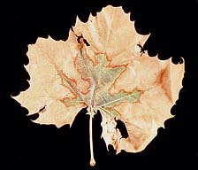 Figure 6. A sycamore leaf (Platanus occidentalis) affected by leaf scorch. (Courtesy R.K. Jones, APS Woody Ornamentals Digital I
