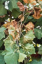 Figure 7. Foliar symptoms of bacterial leaf scorch of sycamore (Platanus occidentalis). Older leaves on the branch are scorch an