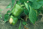 Figura 5. Sunscald on pepper fruit (arrow). (Courtesy D.F. Ritchie)