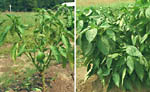 Figura 6. Defoliated pepper plant with bacterial spot (left) compared with a healthy plant (right). (Courtesy D.F. Ritchie)