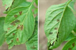 Figura 9. Angular, water-soaked lesions on upper (left) and lower (right) leaf surfaces. Water-soaked appearance is more readily