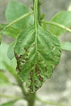Figure 10. Diseased pepper leaf with lesions and yellow, tattered look. (Courtesy D.F. Ritchie)