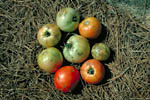 Figure 11. Bacterial spot lesions on tomato fruit. (Courtesy D.F. Ritchie)