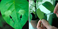 Figure 14. Hypersensitive response in pepper leaf (arrows) indicating that a resistance gene is present (left). Bacteria were in