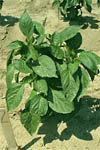 Figura 17. Pepper plant with copper residue on leaves for prevention of infection. (Courtesy D.F. Ritchie)