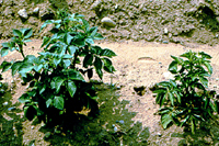 Figure 1. Early blackleg. The plant on the right is stunted, yellowish, and has a stiff, upright habit compared to the healthy p