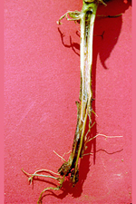 Figure 2. The lower portion of a potato stem with early blackleg showing the decayed tissue. The dark discoloration of the stem 