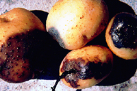 Figure 5. Potato tubers infected with the blackleg bacterium. Decay has spread outward from the stolon attachment site. (Courtes