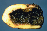 Figura 6: Podridão de tubérculo causada pela canela preta. (Cortesia S. H. De Boer)
