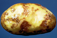 Figure 7. Soft rot lesions in a potato tuber initiated by E. carotovora subsp. atroseptica at sites of lenticel infection. (Cour
