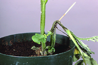 Figure 9. Symptoms of blackleg in a potato stem in which a bacteria-laden toothpick was inserted to test for pathogenicity. (Cou
