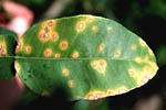 Figura 3. Canker lesions on pummelo leaf. (Courtesy T.R. Gottwald, copyright-free)