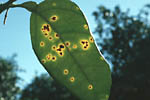Figure 5. Canker lesions on ‘Valencia’ orange showing chlorotic halo. (Courtesy T.R. Gottwald, copyright-free)