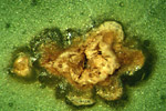 Figure 6. 'Hamlin' orange leaf with watersoaking symptom surrounding canker lesions. (Courtesy J.H. Graham)