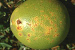 Figure 9. Grapefruit with lesions of different size resulting from repeated infection cycles separated in time. (Courtesy J.H. Graham)