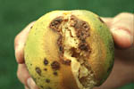 Figura 10. Canker induced fruit cracking on grapefruit allowing secondary infection of rot organisms. (Courtesy T.R. Gottwald, copyright-free)