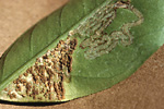 Figura 11. Leaf lesion with leaf miner damage. Note typical leaf miner feeding gallery to right and feeding gallery with numerous citrus canker infections to the left. (Courtesy T.R. Gottwald, copyright-free)