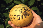Figura 14. Typical fruit lesions on grapefruit. (Courtesy T.R. Gottwald, copyright-free)