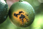 Figure 18. Fruit lesions on ‘pineapple’ orange from Florida. (Courtesy T.R. Gottwald, copyright-free)