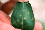 Figura 19. Leaf lesions following wounding on Satsuma mandarin. (Courtesy J.H. Graham)