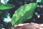 Figure 20. Infection following thorn scratch wounding. (Courtesy T.R. Gottwald, copyright-free)