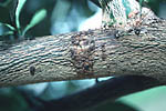 Figure 23. Bark lesions on 3-year-old branch. (Courtesy T.R. Gottwald, copyright-free)