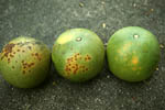 Figure 24. Dating infection age by lesion appearance on fruit of grapefruit. (Courtesy T.R. Gottwald, copyright-free)