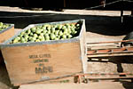 Figure 29. Wooden citrus fruit collection/picking boxes.(Courtesy D.P.H. Tucker, copyright-free)