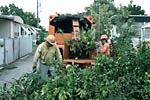 Figura 32. Commercial chipping machine used chip infected or exposed citrus trees in urban Miami. Chipped debris is taken to a local landfill for disposal. (Courtesy T.R. Gottwald, copyright-free)