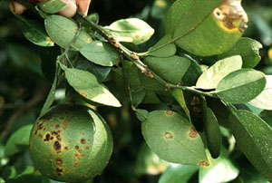 Canker infected fruit, foliage, and stems. (Courtesy T.R. Gottwald, copyright-free)