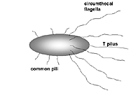 Figure 5. Representation of the bacilliform Agrobacterium tumefaciens with circumthecal flagellation, common pili and the T pilus (produced in induced cells). (Courtesy C. Kado)