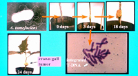 Figure 6. Experimental inoculation on the stem of a potted Datura stramonium (Jimson weed) plant with A. tumefaciens (electron micrograph). After 2-3 weeks, a crown gall tumor is generated. The integration of the T-DNA originating from the Ti plasmid harbored in A. tumefaciens is visualized by in situ T-DNA-DNA hybridization of the crown gall chromosome within gall tissue. The T-DNA was labeled with tritium and the integrated T-DNA hybridization is seen as a dark band (white arrow) as detected by x-ray emulsion film layered on the chromosomes from cells in crown gall. (Courtesy C. Kado)