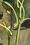 Figure 5. Vegetative shoots of pear: healthy (right) and diseased with fire blight (left). (Courtesy D. Sugar)
