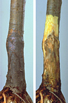 Figure 8. Symptoms of fire blight on apple rootstock. (Courtesy M. Ellis)